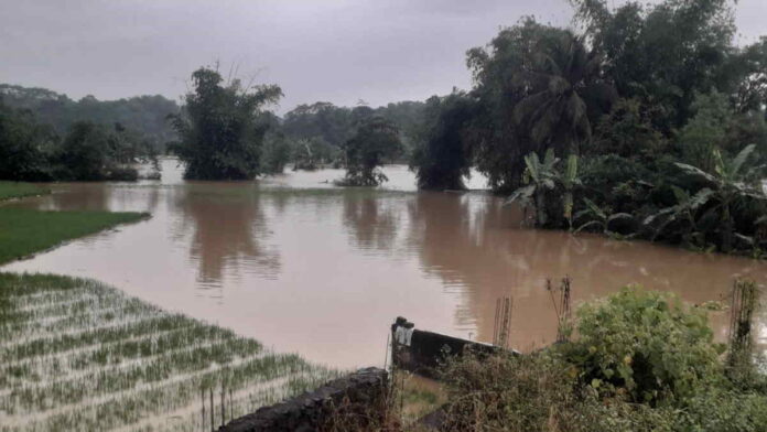 Dinas Pertanian Data Lahan yang Terendam Banjir di Panumbangan dan Cihaurbeuti
