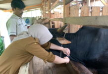 Hewan Kurban di Ciamis