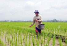Distan Kota Banjar Gelontorkan Bantuan Benih Padi dan Ikan