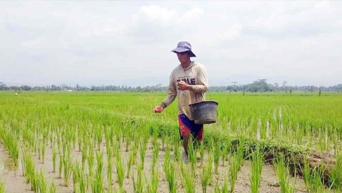 Distan Kota Banjar Gelontorkan Bantuan Benih Padi dan Ikan