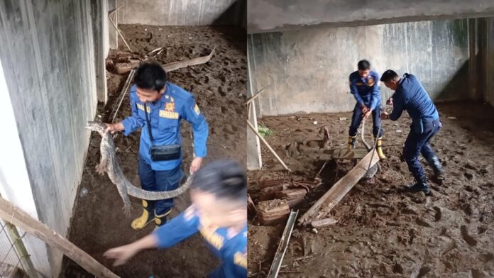 Evakuasi biawak yang masuk ke rumah warga Pamarican Ciamis
