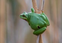 Fosil Katak Pohon Tertua Australia Temuan yang Mengubah Sejarah