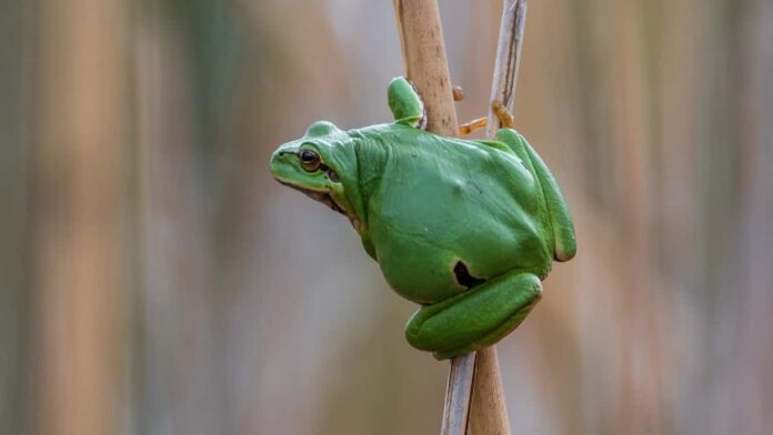 Fosil Katak Pohon Tertua Australia Temuan yang Mengubah Sejarah
