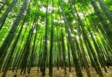 Gerakan Nasional Tanam Bambu