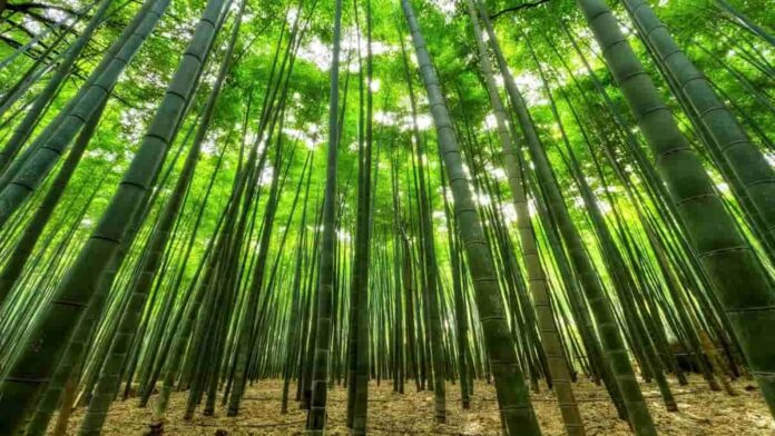 Gerakan Nasional Tanam Bambu