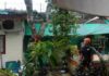Hujan Deras Disertai Angin Kencang di Ciamis, Satu Rumah Tertimpa Pohon Tumbang