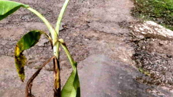 Aksi Protes Jalan Rusak