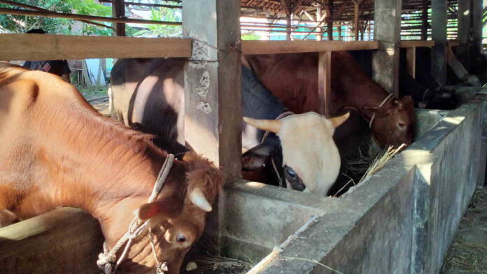 Jelang Idul Adha, Pengusaha Sapi Lokal di di Kota Banjar Masih Menanti Cuan Melimpah