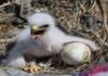 Kisah Burung Bughats, Hikmah tentang Rezeki yang Tak Terduga