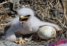 Kisah Burung Bughats, Hikmah tentang Rezeki yang Tak Terduga
