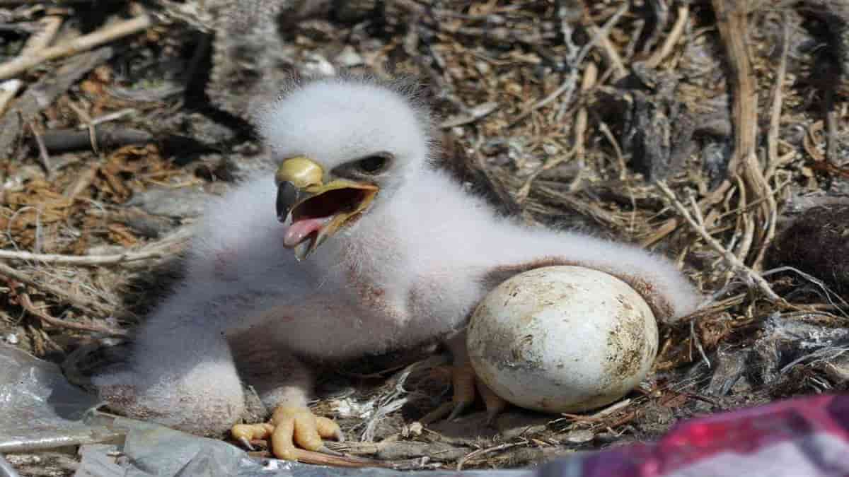 Kisah Burung Bughats, Hikmah tentang Rezeki yang Tak Terduga