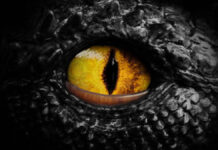 Mata T Rex Mungil, Berevolusi Mengimbangi Gigitan