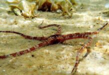 Mengenal Bintang Laut Rapuh Schayer yang Tersebar di Wilayah Australia