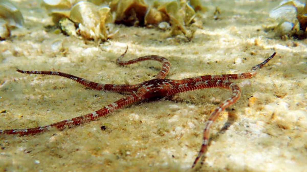 Mengenal Bintang Laut Rapuh Schayer yang Tersebar di Wilayah Australia