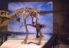Penemuan Fosil Ahvaytum Bahndooiveche,  Membuka Babak Baru dalam Pemahaman Evolusi Dinosaurus