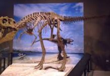 Penemuan Fosil Ahvaytum Bahndooiveche,  Membuka Babak Baru dalam Pemahaman Evolusi Dinosaurus