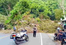 Pohon Berukuran Besar Tumbang Tutup Jalur Cadas Pangeran Sumedang