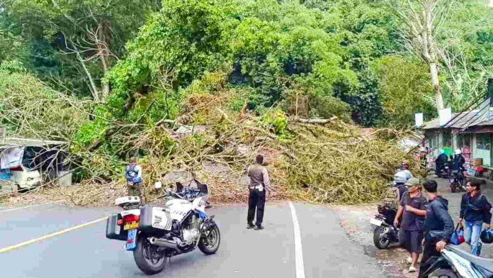 Pohon Berukuran Besar Tumbang Tutup Jalur Cadas Pangeran Sumedang