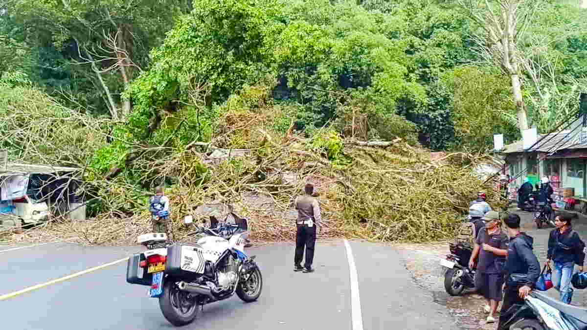 Pohon Berukuran Besar Tumbang Tutup Jalur Cadas Pangeran Sumedang