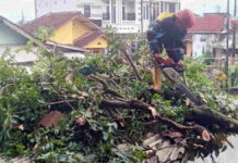 Pohon Tumbang Timpa Garasi Mobil Milik Warga Tasikmalaya Saat Hujan dan Angin Kencang