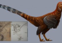 Studi Terbaru Tentang Archaeopteryx, Dinosaurus Terbang Berbulu Seukuran Merpati