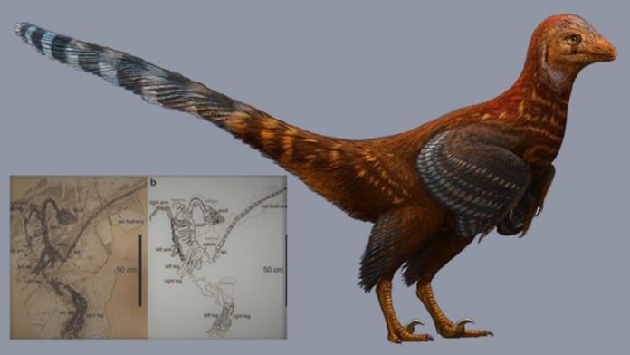 Studi Terbaru Tentang Archaeopteryx, Dinosaurus Terbang Berbulu Seukuran Merpati