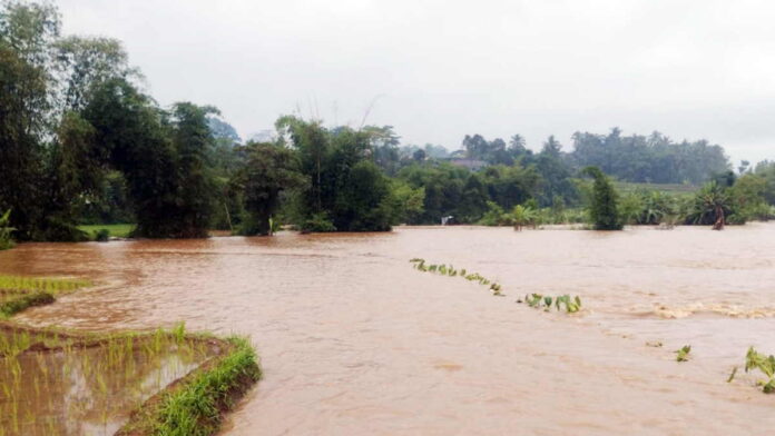 Sungai Citanduy Meluap Rendam 1,5 Hektare Area Persawahan di Cihaurbeuti Ciamis