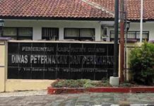 Ternak Domba Dimangsa Macan Tutul, Disnakkan Ciamis Usulkan Pengembangan Peternakan ke Pemprov Jabar