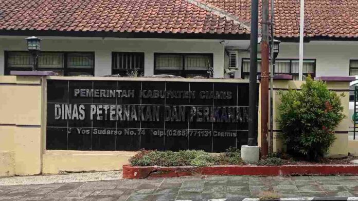 Ternak Domba Dimangsa Macan Tutul, Disnakkan Ciamis Usulkan Pengembangan Peternakan ke Pemprov Jabar