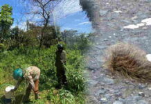 Teror Ulat Bulu Ukuran Besar Serang Tanaman dan Rumah Warga Sumedang, Jumlahnya Ribuan Bikin Merinding