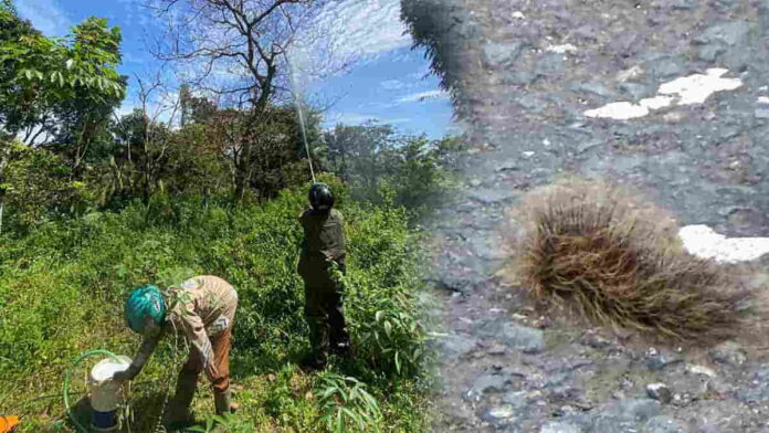 Teror Ulat Bulu Ukuran Besar Serang Tanaman dan Rumah Warga Sumedang, Jumlahnya Ribuan Bikin Merinding