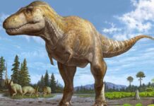 Terungkap, Begini Asal Usul Raja Dinosaurus Menurut Studi Terbaru