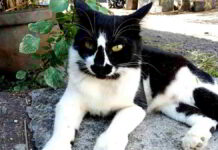 Kucing Tidak Suka Aroma