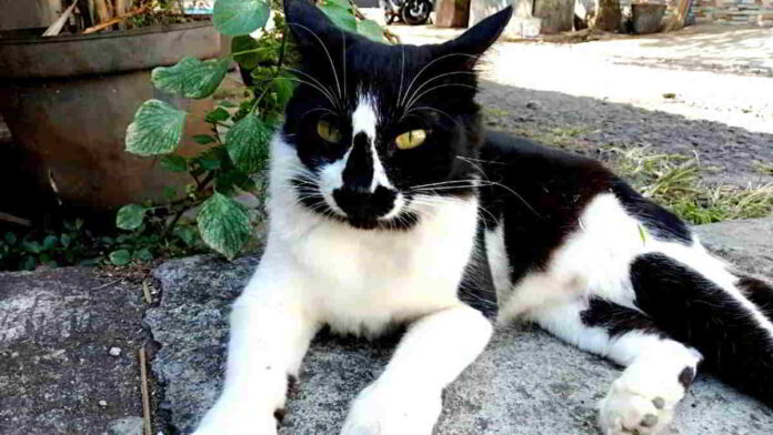 Kucing Tidak Suka Aroma