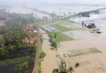 BPBD Ciamis Ungkap Data Terkini Wilayah Terdampak Banjir di Lakbok dan Purwadadi, Mayoritas Sawah