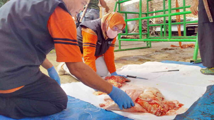 DKP3 Kota Banjar Periksa Daging Hewan Kurban, Pastikan Aman Dikonsumsi sebelum Dibagikan
