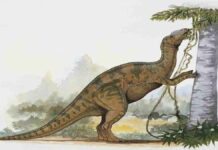 Dinosaurus Berparuh Bebek Adalah Hadrosaurus yang Herbivora