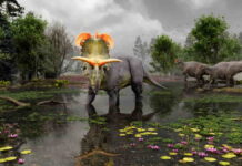 Dinosaurus Bertanduk Lokiceratops, Jumbai Mirip Burung Merak