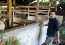 Dua Hari Jelang Idul Adha, Sapi Limosin Milik Warga Sukawangi Sumedang Digondol Maling