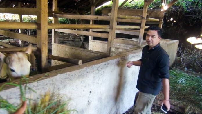 Dua Hari Jelang Idul Adha, Sapi Limosin Milik Warga Sukawangi Sumedang Digondol Maling