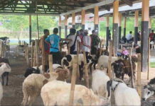 Jelang Idul Adha, Pedagang Kambing di Ciamis Lesu Pembeli