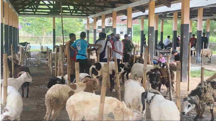 Jelang Idul Adha, Pedagang Kambing di Ciamis Lesu Pembeli