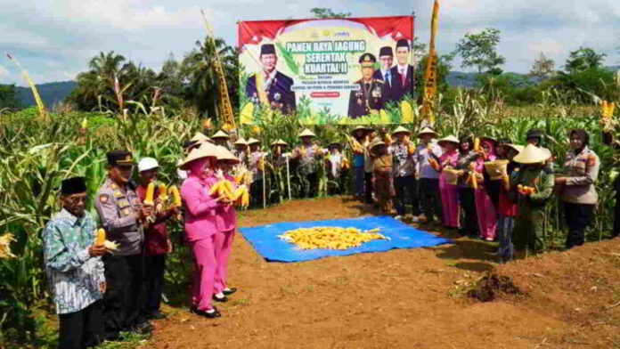 Polres Tasikmalaya Panen Jagung