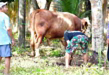 Presiden Prabowo Sumbang Sapi