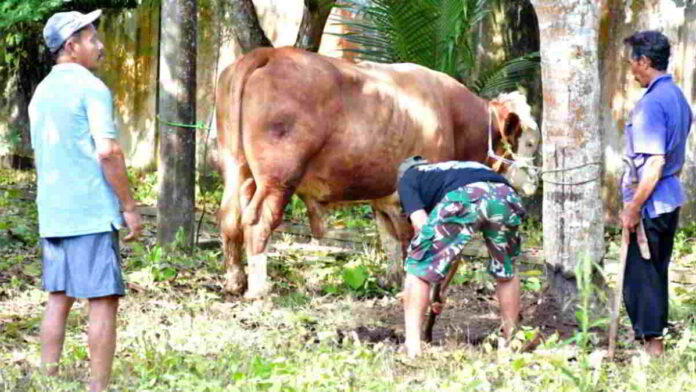 Presiden Prabowo Sumbang Sapi