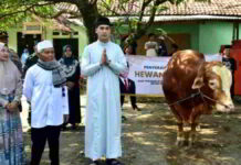 Sapi Kurban dari Presiden Prabowo