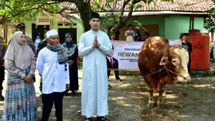 Sapi Kurban dari Presiden Prabowo