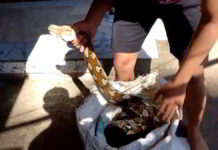 Kemunculan Ular Sanca