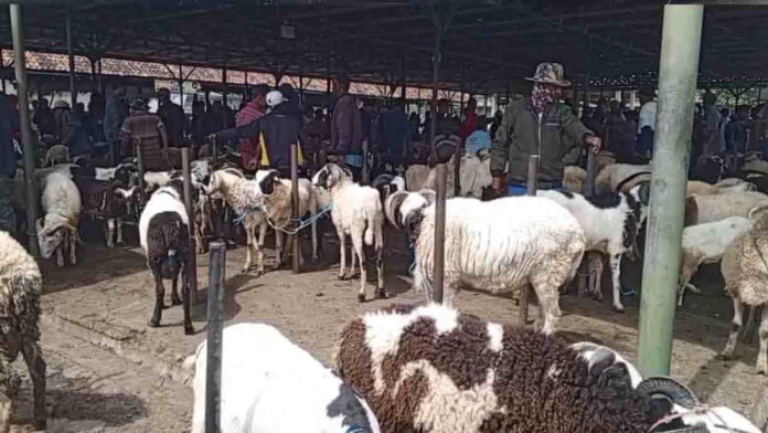 Jelang Idul Adha 2025, Penjualan Hewan Kurban di Sumedang Menurun, Pedagang Merana