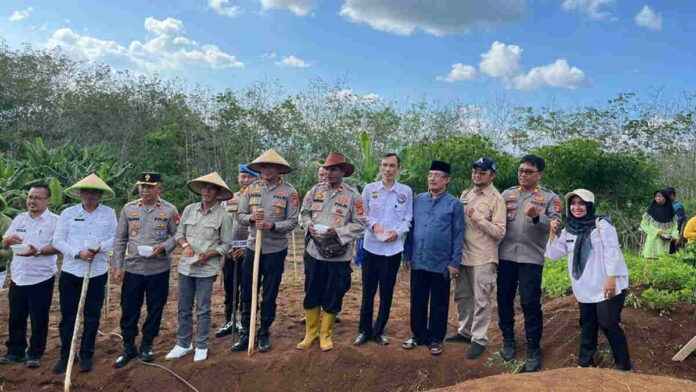 Ciamis Garap Lahan Perhutani, Genjot Swasembada Jagung Kuartal III